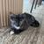 Tortoiseshell Pattern Mom mix Scottish Straight Dad 3 thumbnail