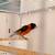 Red Siskin 4 thumbnail