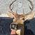 Deer mount 2 thumbnail