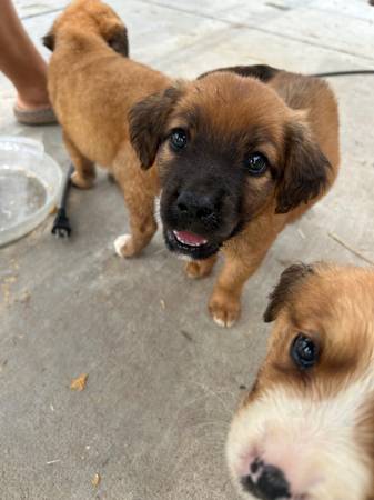 Great Pyrenees mountain cur63791686078081121