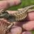 Bearded dragon 2 thumbnail