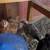 BABY EASTER EGGER CHICKS 5 thumbnail