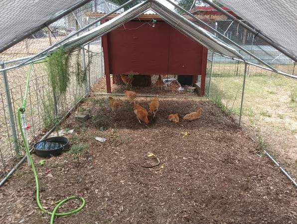 Bufforington ROOSTERS 1
