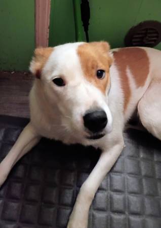 1 1/2 yrs old Spayed female. (Chilcoot)602443380844800001