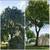 🏡 Tree Service Trimming or Removal  🏡 11 thumbnail