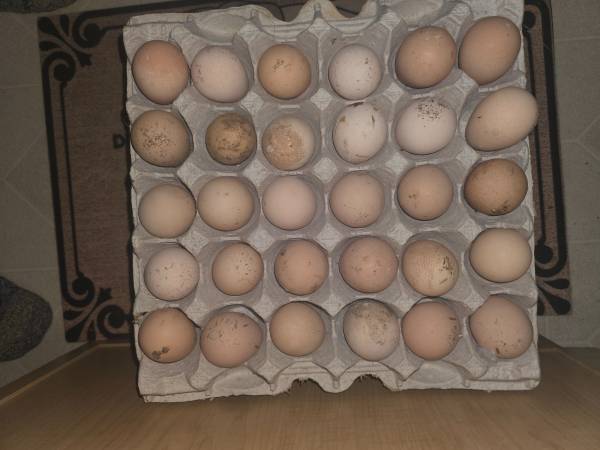 GUINEA HATCHING EGGS 1