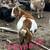 Nigerian Milk goats 2 thumbnail