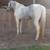 Gelding 2 thumbnail