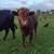 Dexter Heifer 1 thumbnail