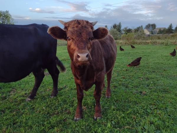 Dexter Heifer 1