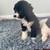 Schnoodle pups 1 thumbnail