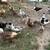 Ducks 3 thumbnail