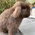 Holland lop bunnies 3 thumbnail