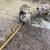 Kunekune pigs 4 thumbnail