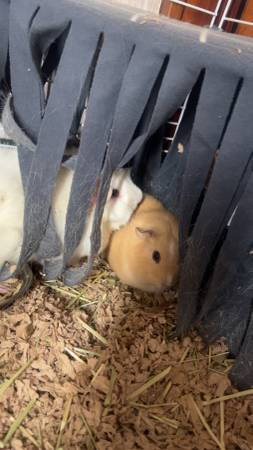 2 Guinea pigs 1