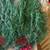 Free Christmas Garland with Merry Christmas Sign 2 thumbnail
