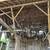 Barn Roofer Wanted 5 thumbnail