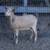 ADGA Nigerian Dwarf Goats 1 thumbnail