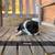 Border collie pups 5 thumbnail
