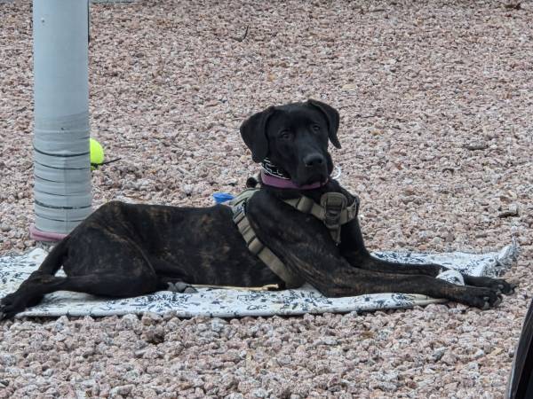 Cane corso and pit mix (Chandler)64203135468419120