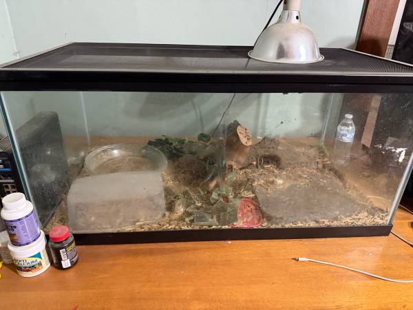 Blue tongue skink and leopard gecko rehoming (Crooksville)64297589086850121