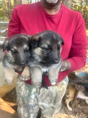 Cachorros de Pastor Alemán64840135404547122
