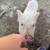 Potbelly Pig 8 thumbnail
