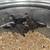 Asil Chickens 3 thumbnail