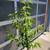 Mexican Capulin Cherry Tree 2 thumbnail