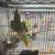 Ringneck parrot 2 thumbnail