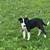 Free pups 9 thumbnail