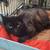 BARN CATS IN NEED OF HOMES! 2 thumbnail