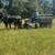 Walking Horse Geldings Ride and Drive - Rosco and Rex 1 thumbnail