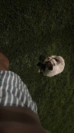 Hembra nano bully de 6 meses582072488984596482