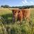 Highland Cows 2 thumbnail