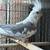 Henbra cacatua 2 thumbnail