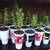 Succulents (Low Prices, Many Varieties) 14 thumbnail