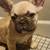 French Bulldog pups 3 thumbnail
