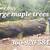 Looking for mature maple trees 4 thumbnail