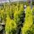 PNW Native Trees / Plants: Vine Maple, Red Twig Dogwood and many more! 13 thumbnail