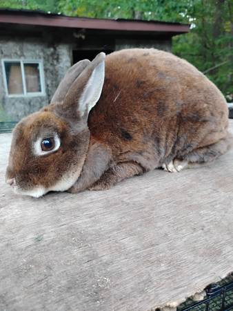 Animals (Fruitport)63910107132035122
