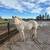 3year old gelding 4 thumbnail