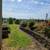 1 BDR STUDIO, FREE Power. TV SATELLITE Water, Sewer, Internet all pay 1 thumbnail