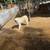 Great Pyrenees 5 thumbnail