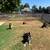 Dog trainer JOB POSITION- some type of dog Experience is Required 1 thumbnail
