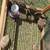 coturnix quail eggs 5 thumbnail