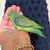 Parrotlet 150 cada uno 8 thumbnail