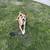 Two dogs 1 thumbnail