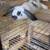 mini lop 2 thumbnail