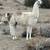 Male pack llama 2 thumbnail
